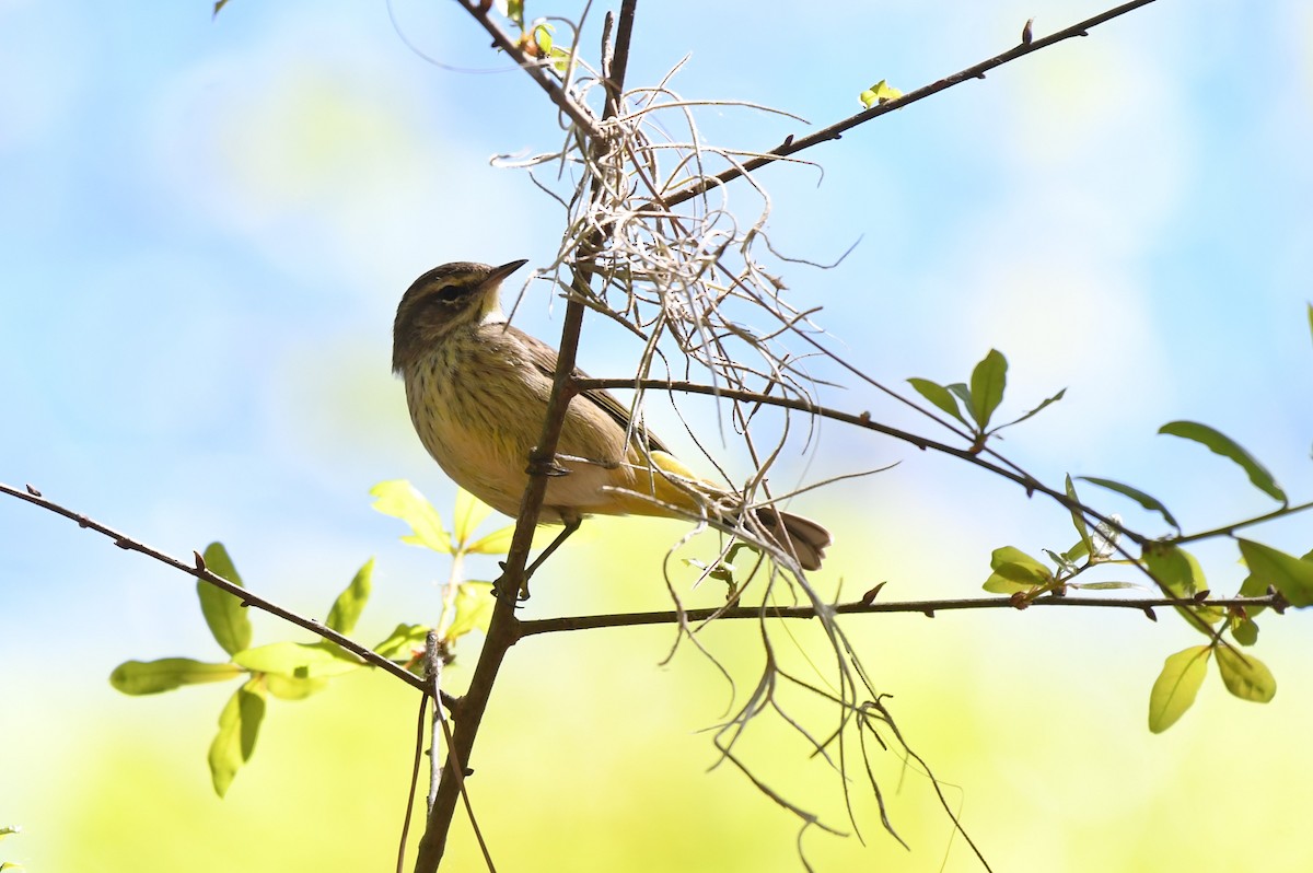 Palm Warbler - ML632406142