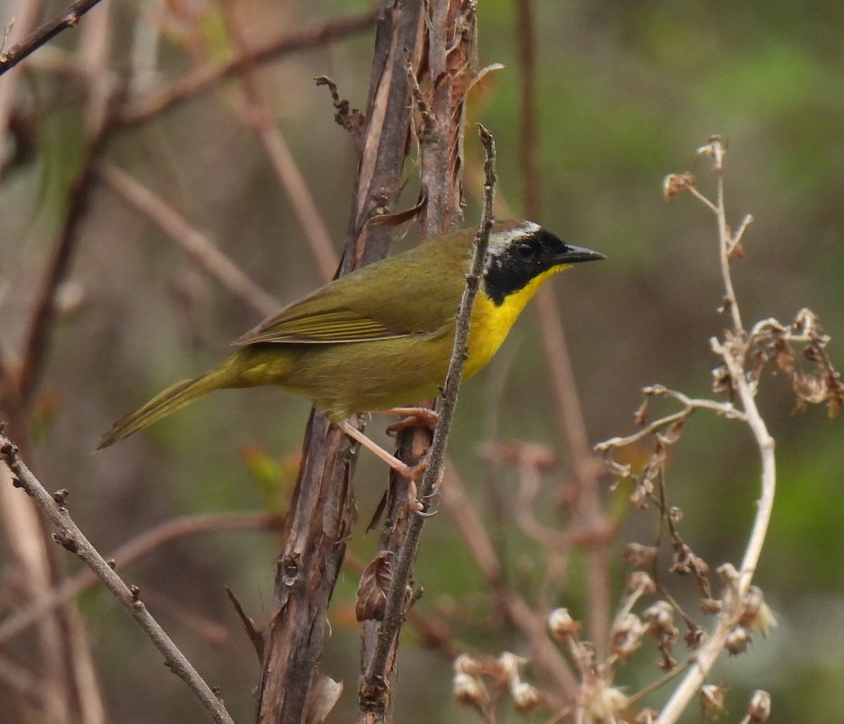Common Yellowthroat - ML632406215