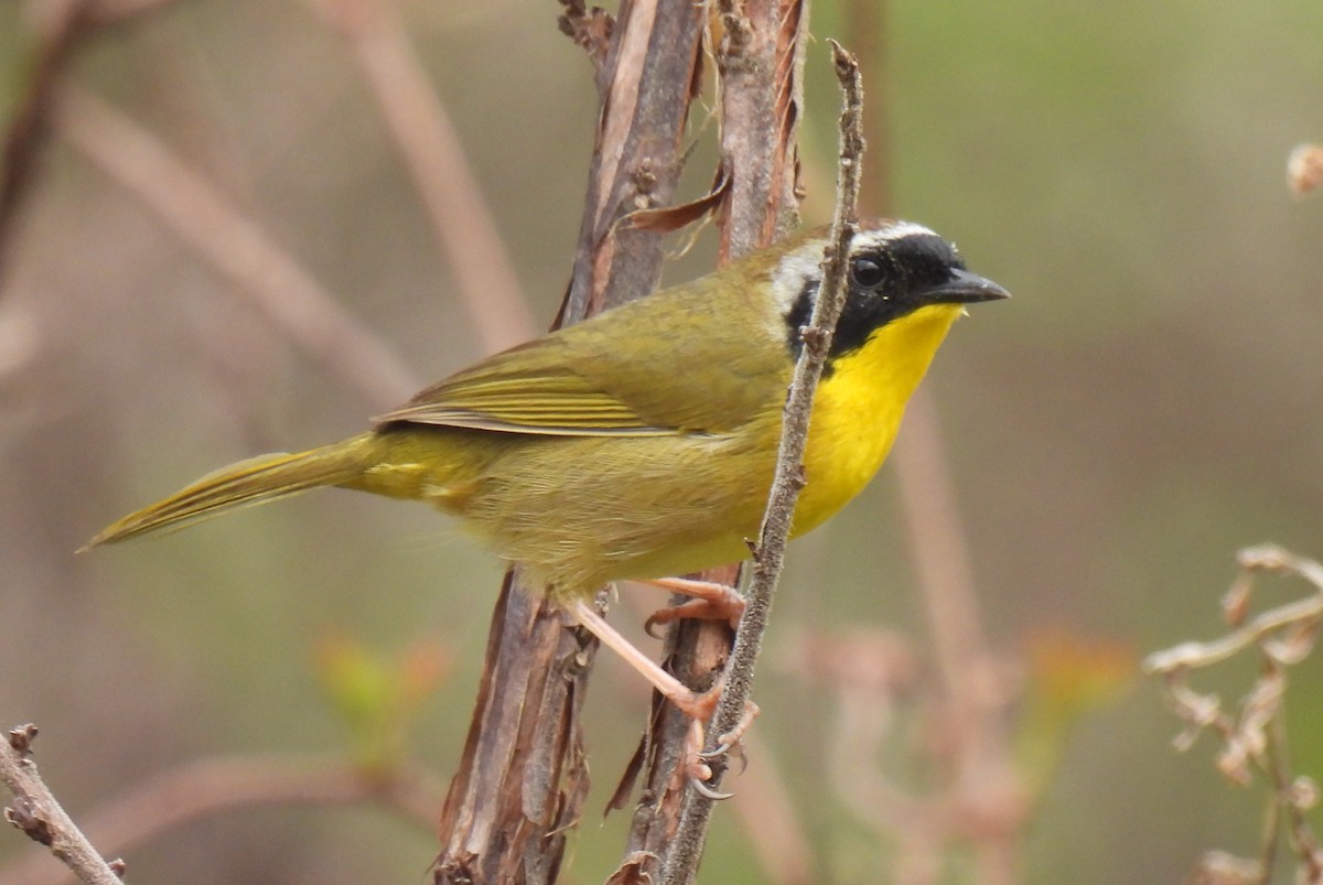 Common Yellowthroat - ML632406216