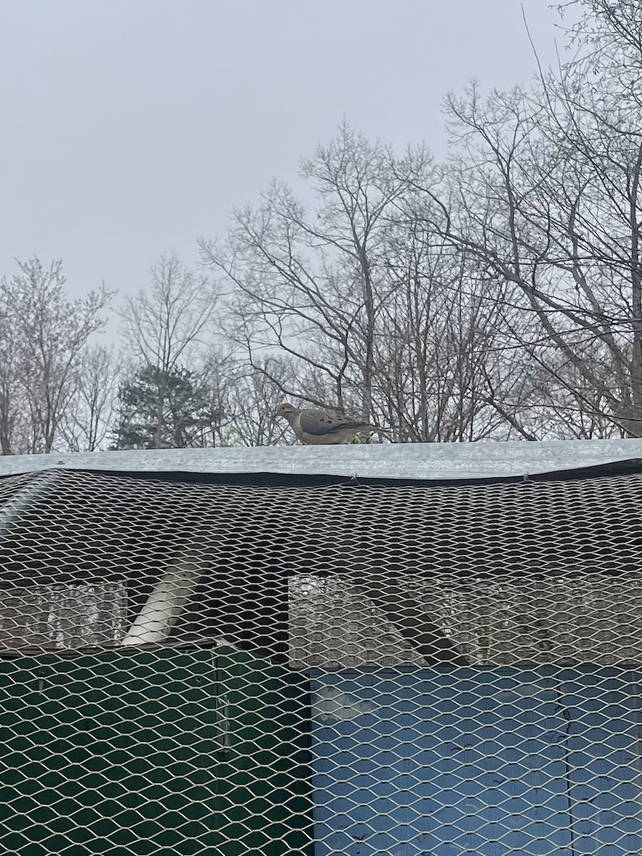 Mourning Dove - ML632406278