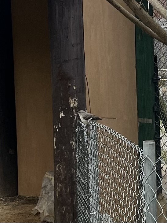 Northern Mockingbird - ML632406321