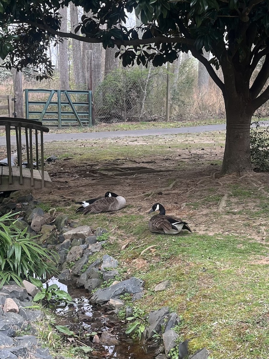 Canada Goose - ML632406365