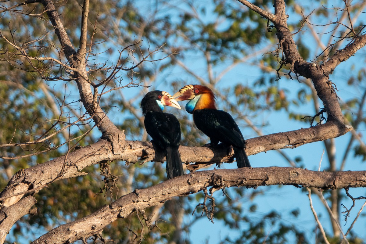 Sumba Hornbill - ML632406377