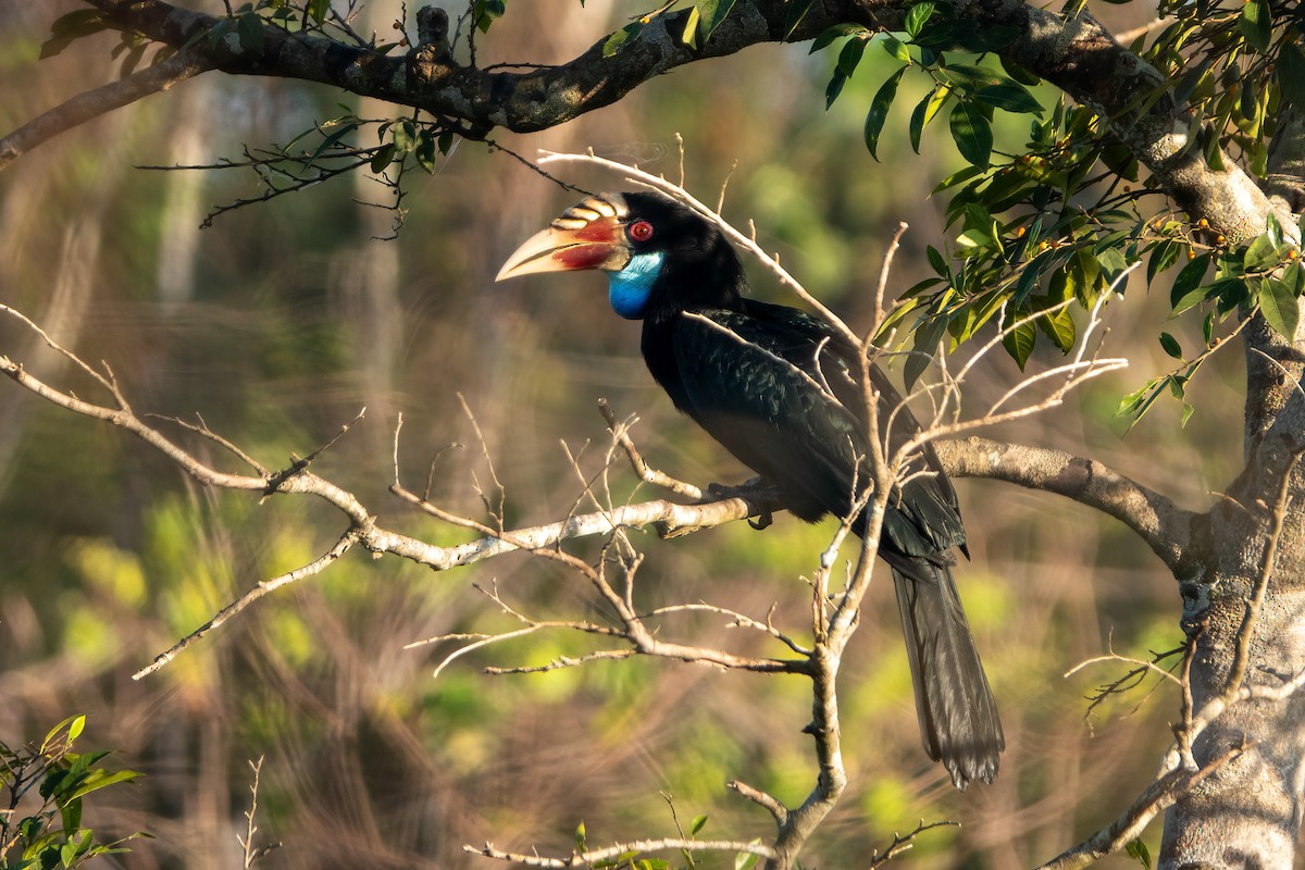 Sumba Hornbill - ML632406385