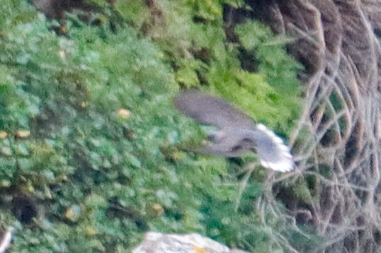 Laurel Pigeon - ML632406617