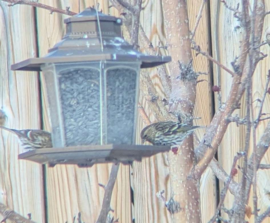 Pine Siskin - ML632406660