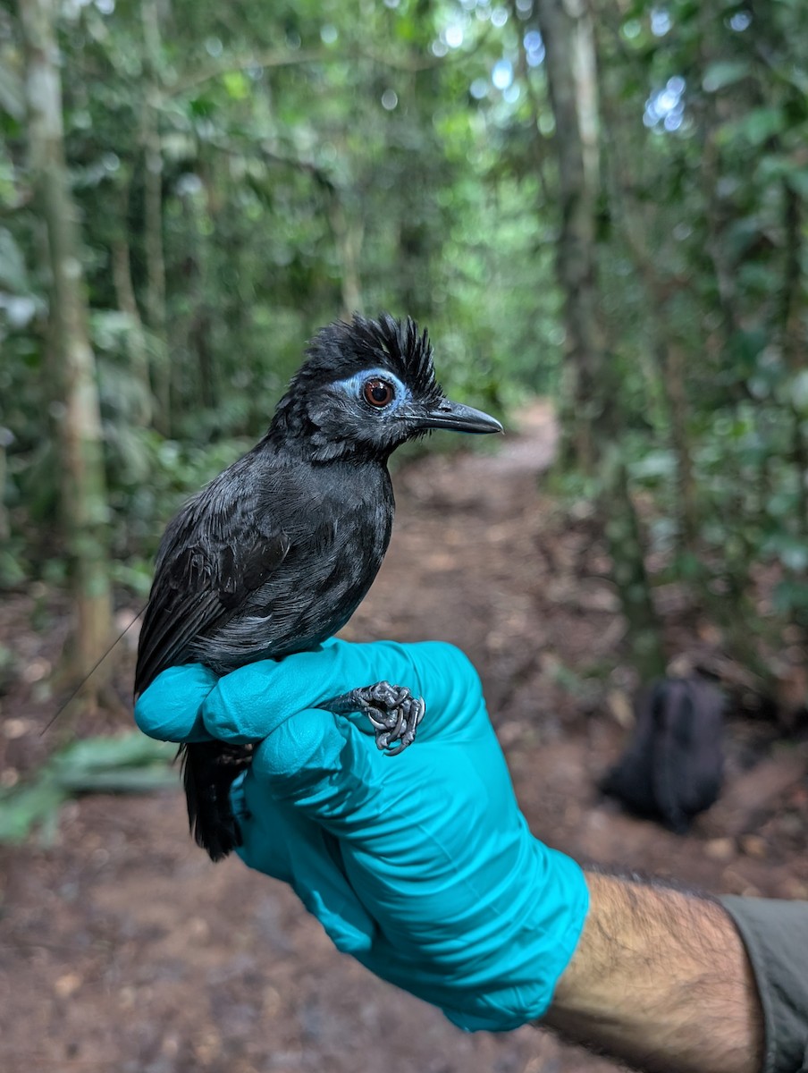 Sooty Antbird - ML632406804