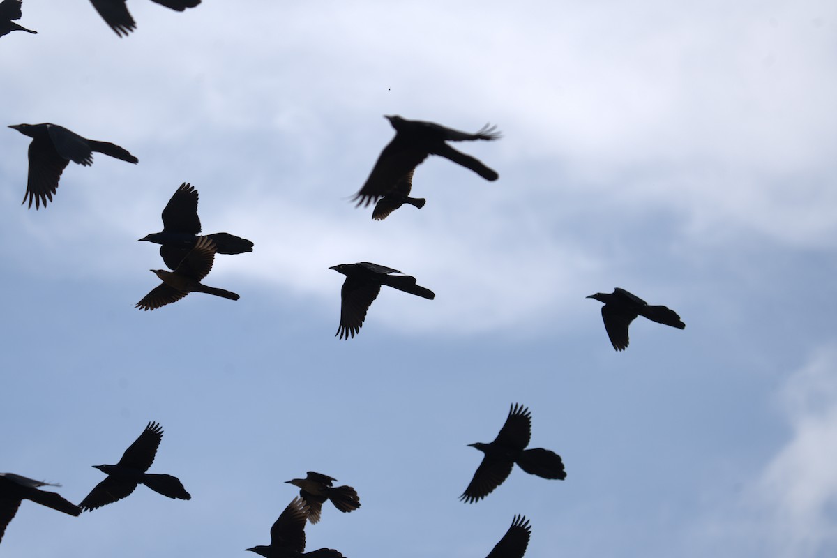 Great-tailed Grackle - ML632406881