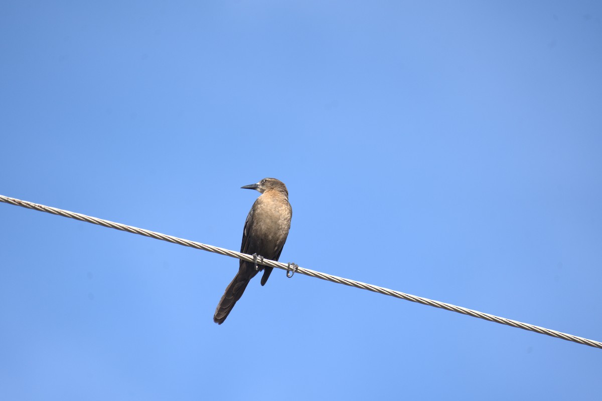 Great-tailed Grackle - ML632406882