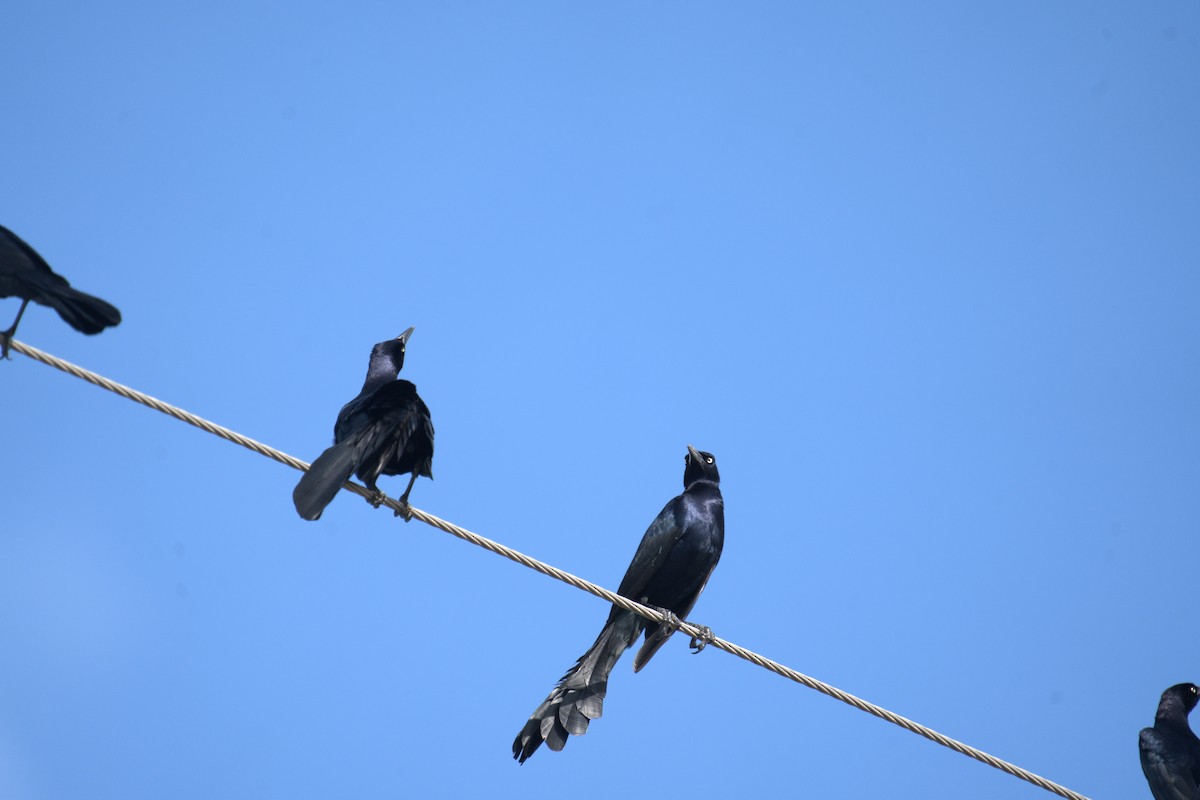 Great-tailed Grackle - ML632406883