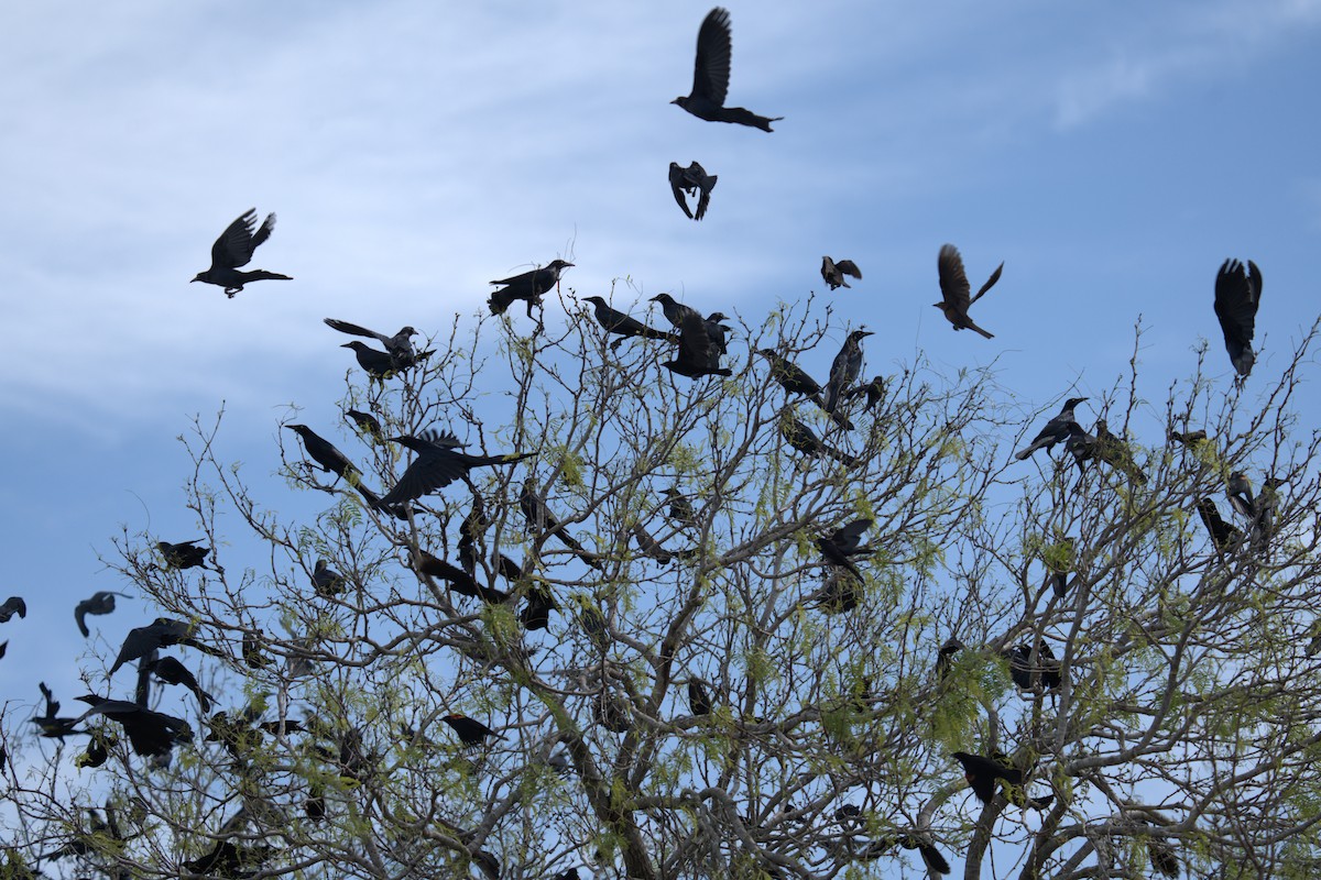 Great-tailed Grackle - ML632406884