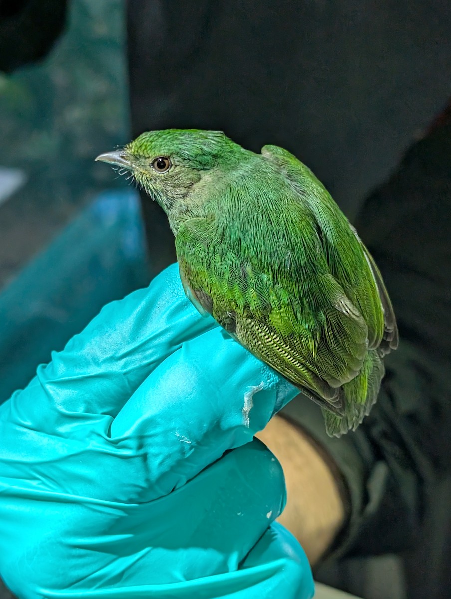 Blue-capped Manakin - ML632407018