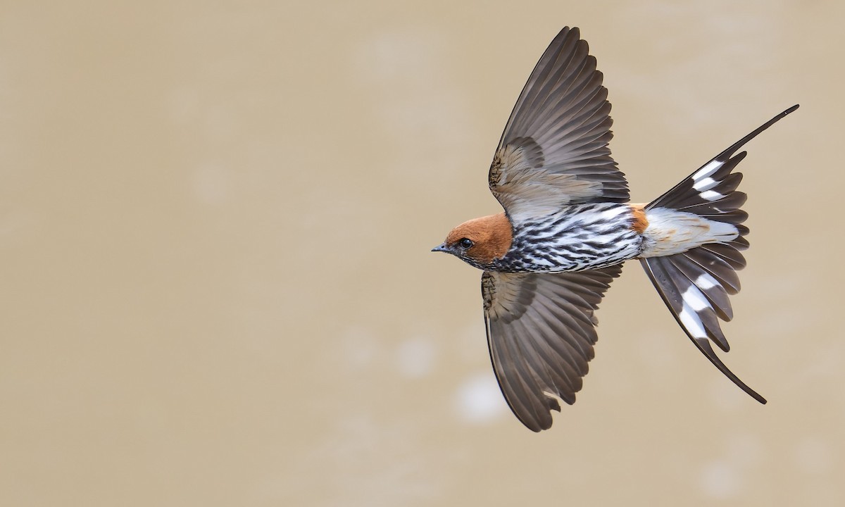 Lesser Striped Swallow - ML632407268