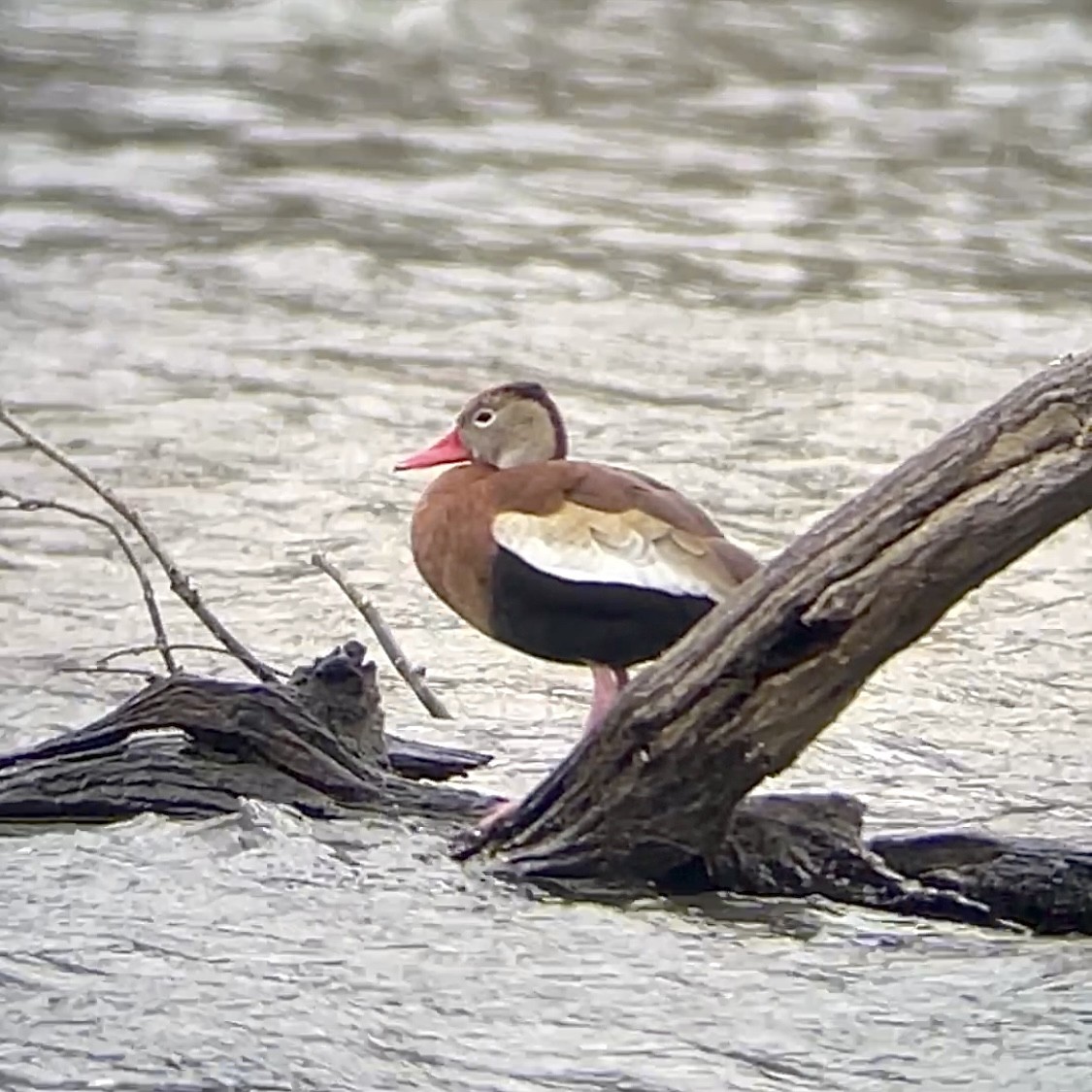 アカハシリュウキュウガモ - ML632407331