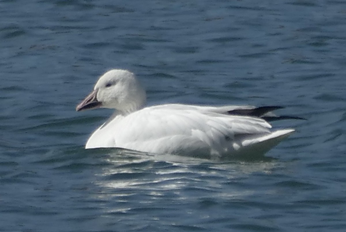 Snow Goose - ML632407340