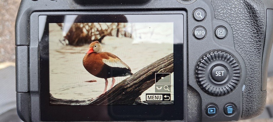 Black-bellied Whistling-Duck - ML632407386