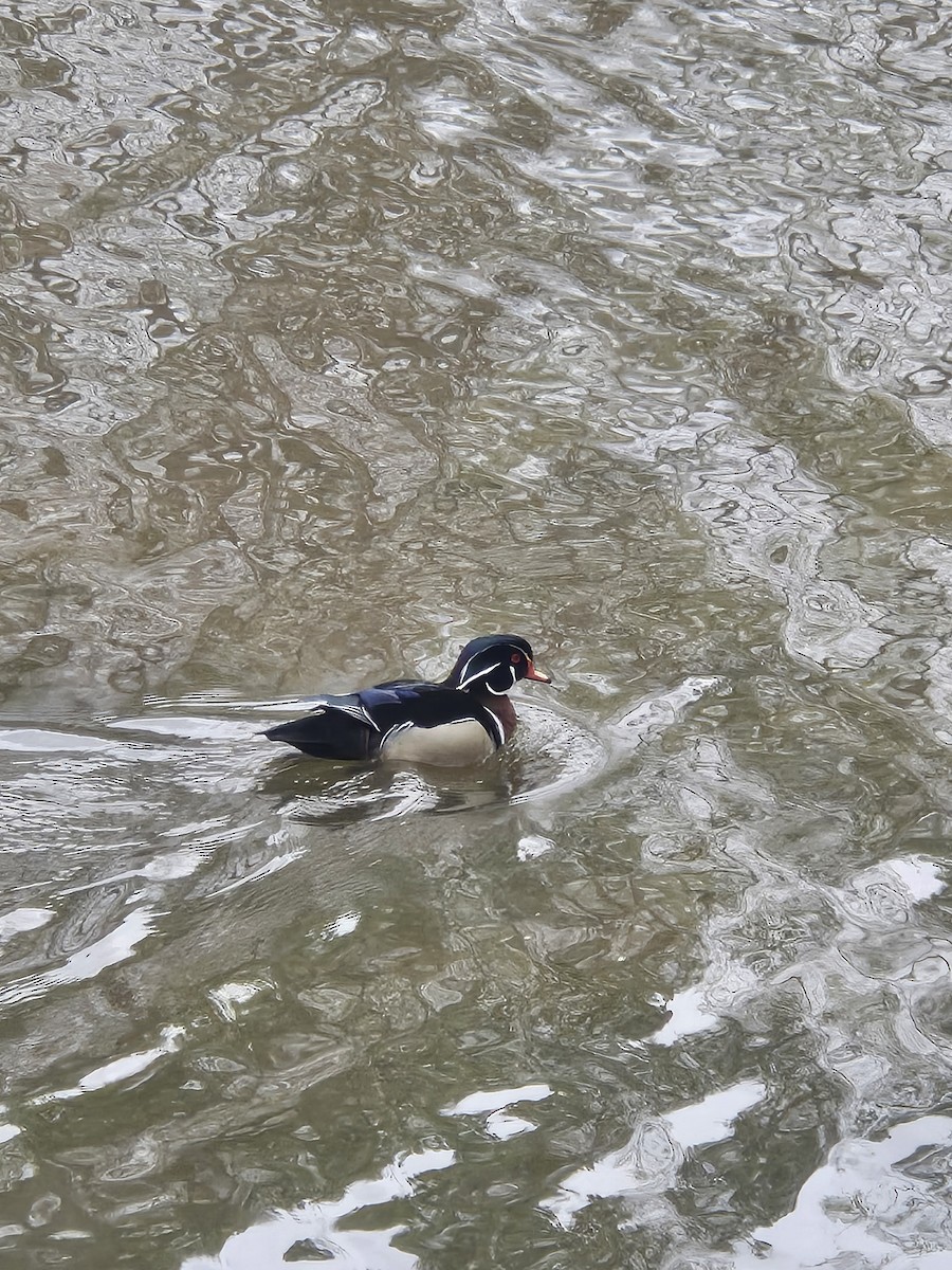Wood Duck - ML632407387