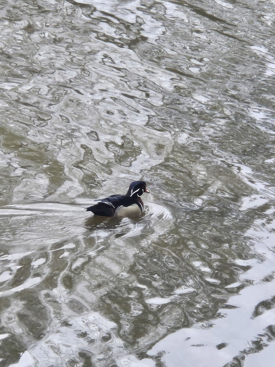 Wood Duck - ML632407389