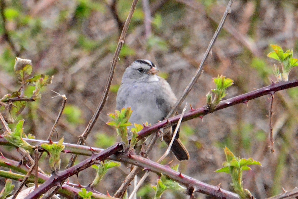 White-crowned x White-throated Sparrow (hybrid) - ML632407638