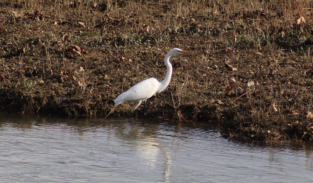 Great Egret - ML632407654