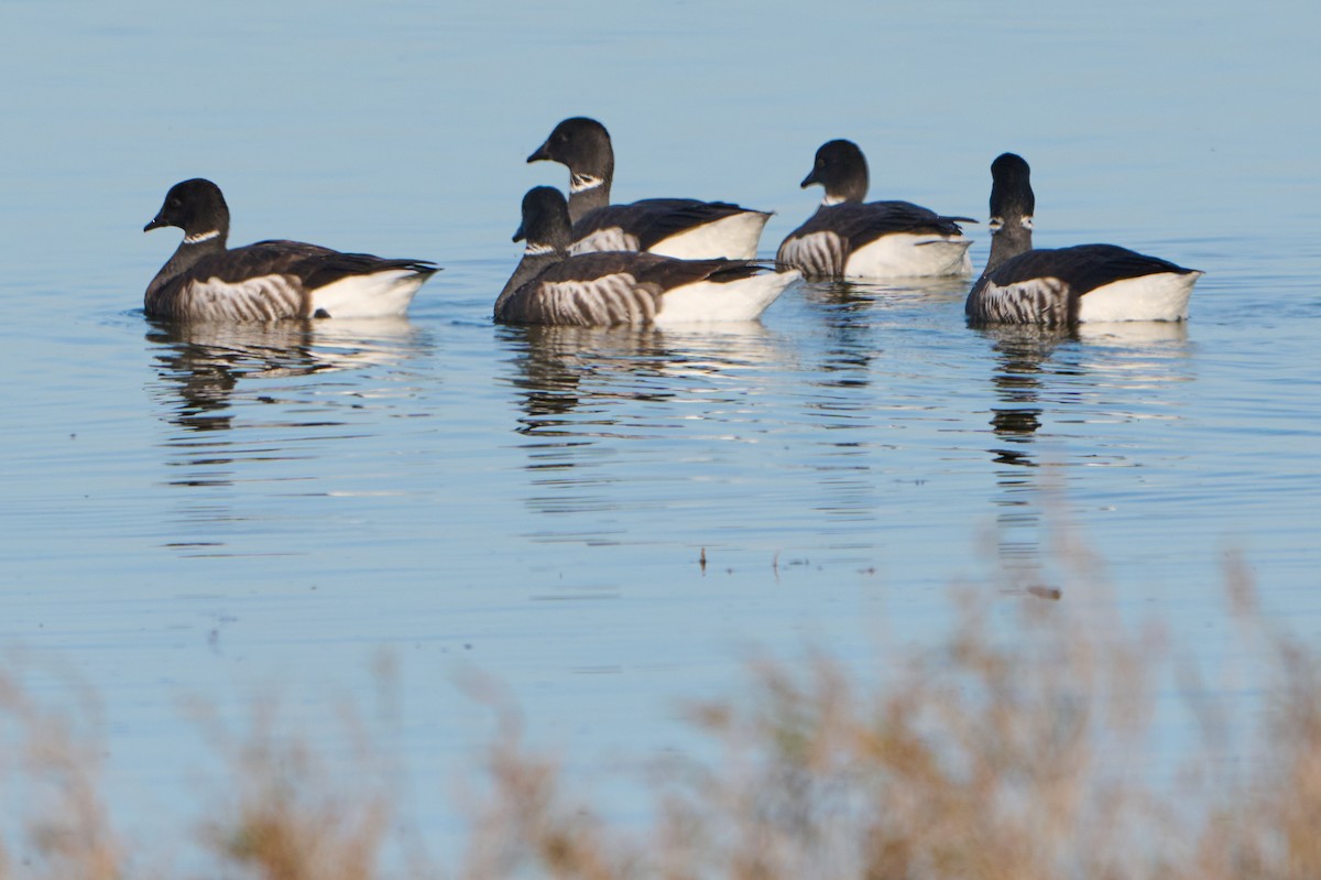 Brant - ML632407969
