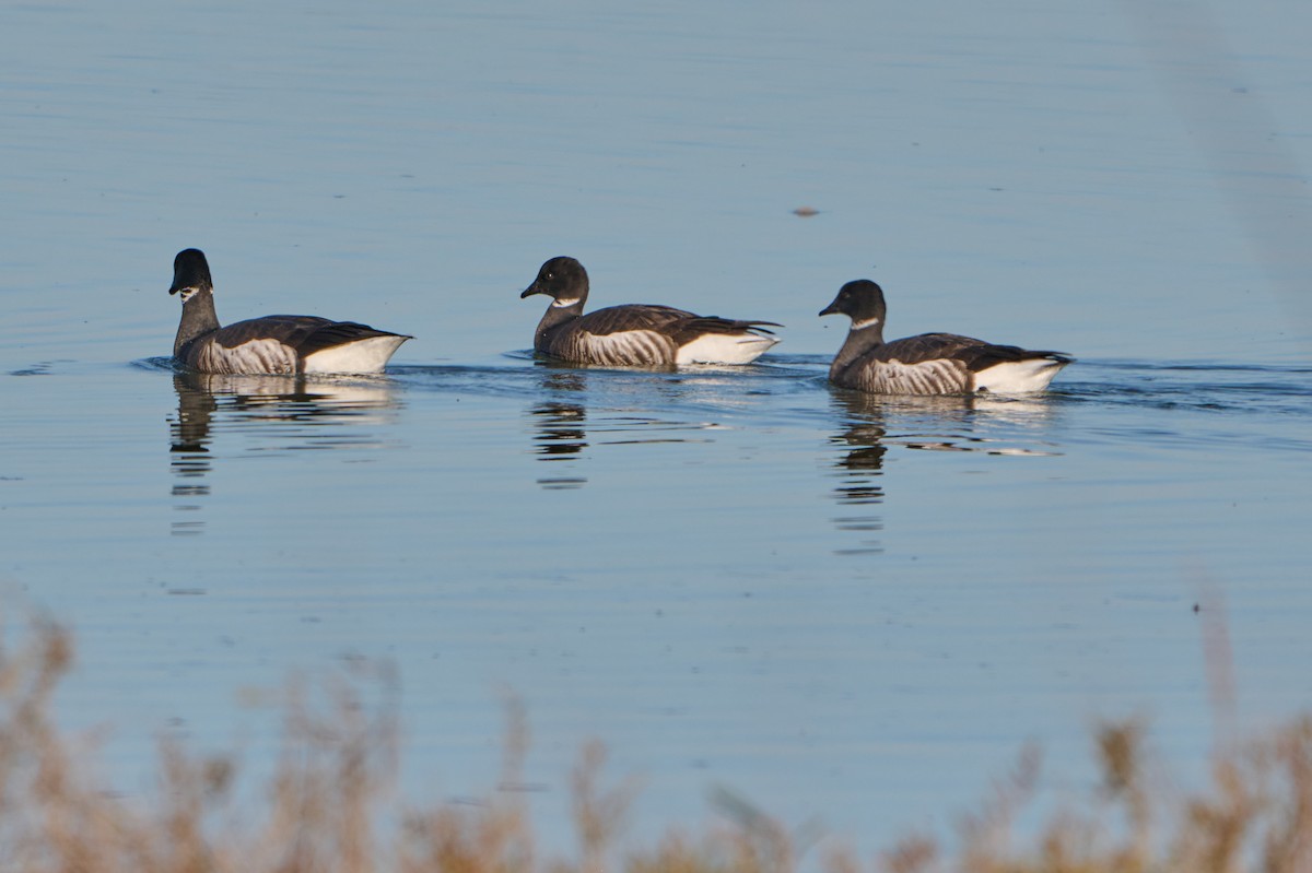 Brant - ML632407970