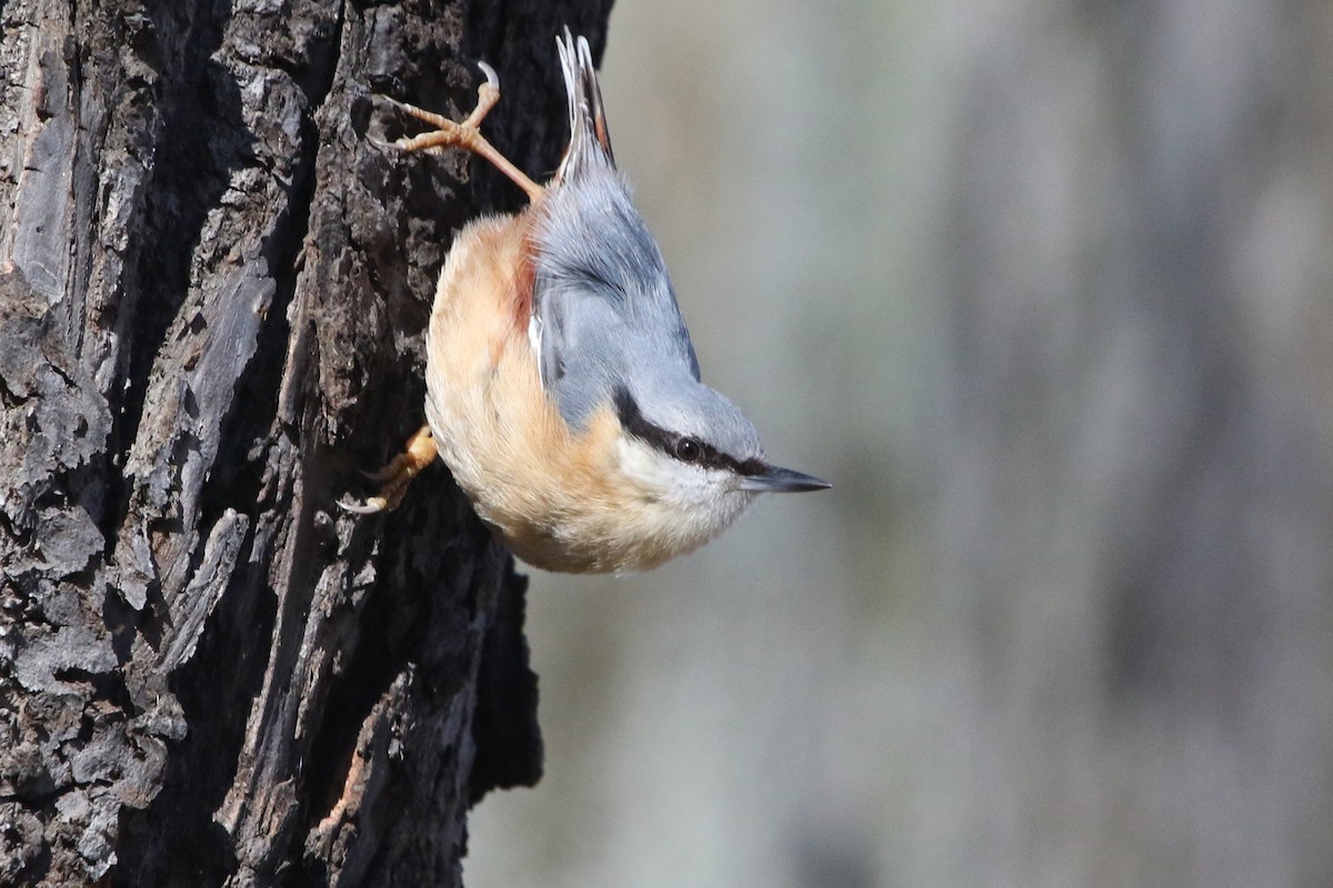 Eurasian Nuthatch - ML632407996