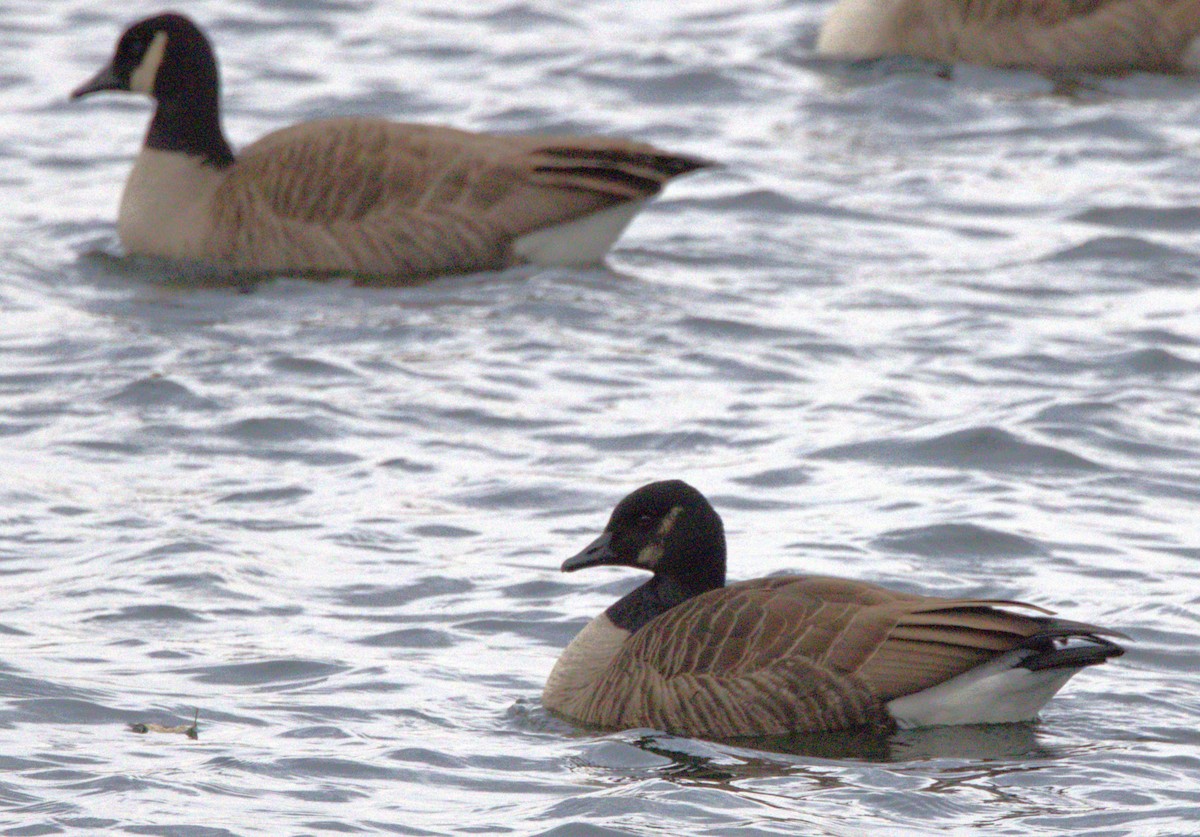 Canada Goose - ML632408065