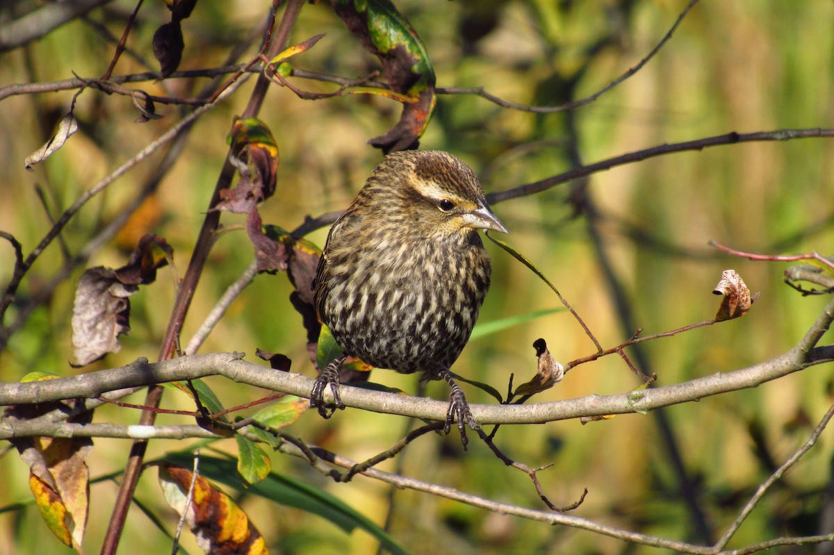 Red-winged Blackbird - ML632408221