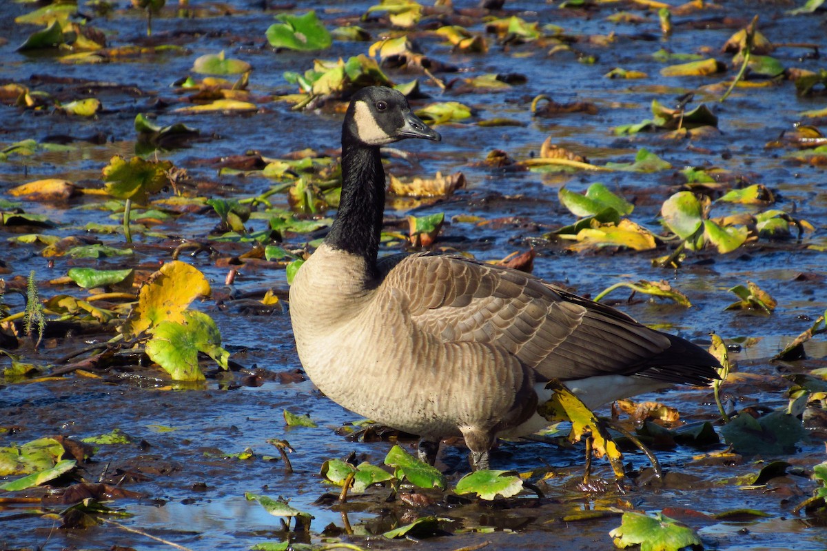 Канад галуу - ML632408226