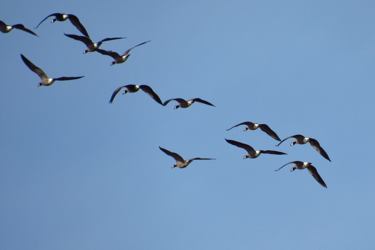 Канад галуу - ML632408231