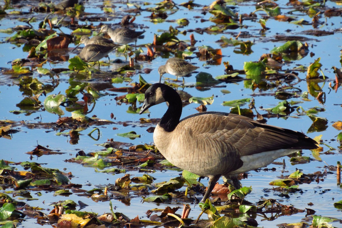 Хараалжин цууцил - ML632408240