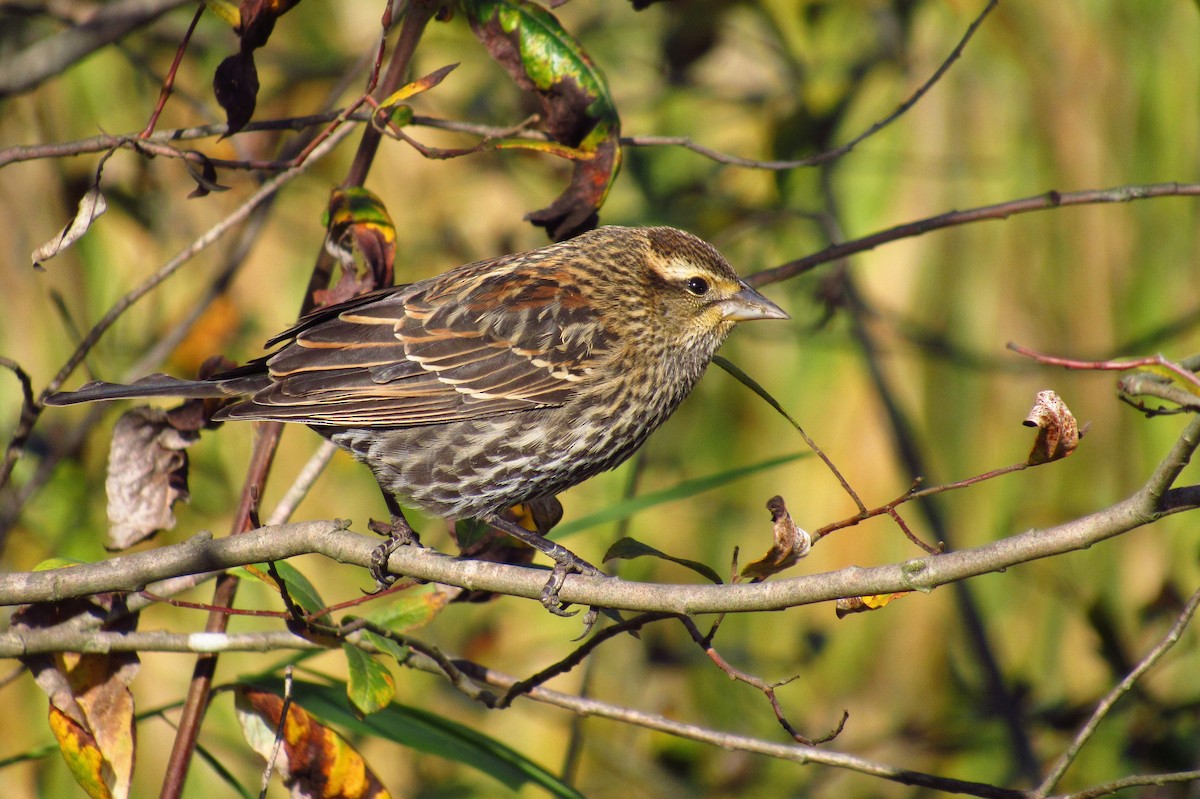 Red-winged Blackbird - ML632408270
