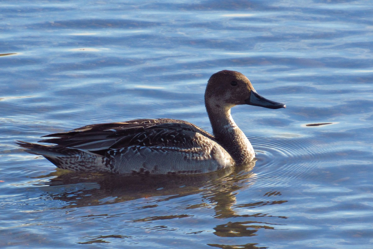 Шовтгор алаг нугас - ML632408292