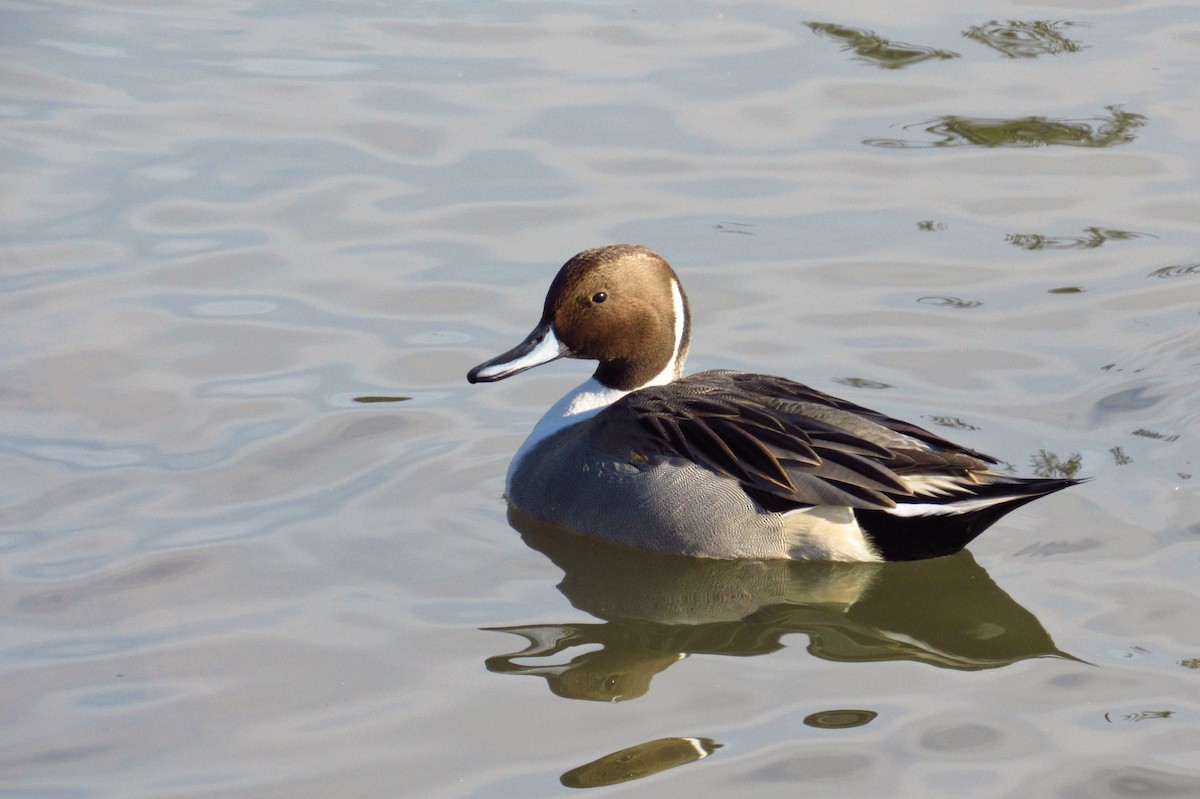 Шовтгор алаг нугас - ML632408293