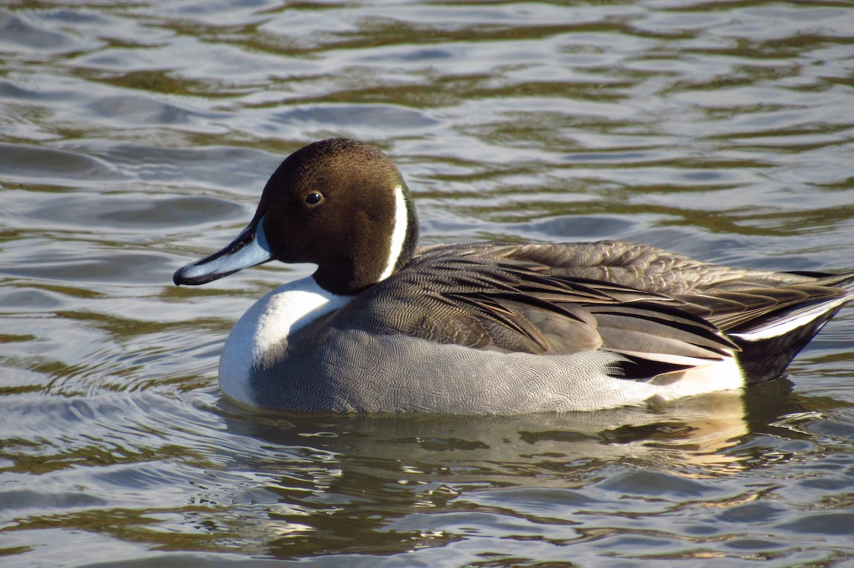 Шовтгор алаг нугас - ML632408294