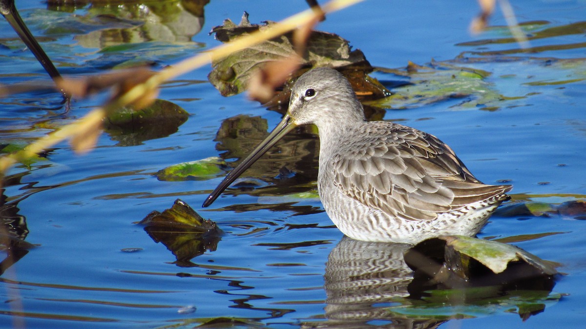 Хараалжин цууцил - ML632408435