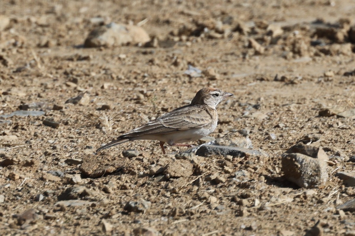 Rufous-capped Lark - ML632408436
