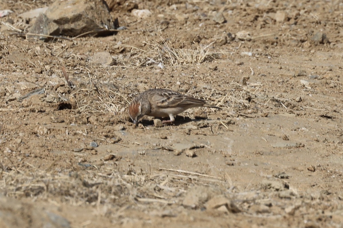 Rufous-capped Lark - ML632408437