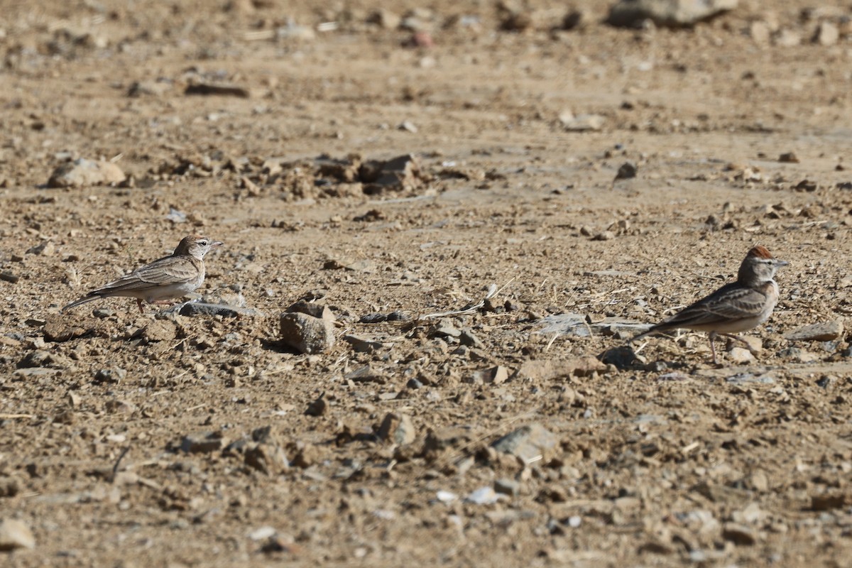 Rufous-capped Lark - ML632408438