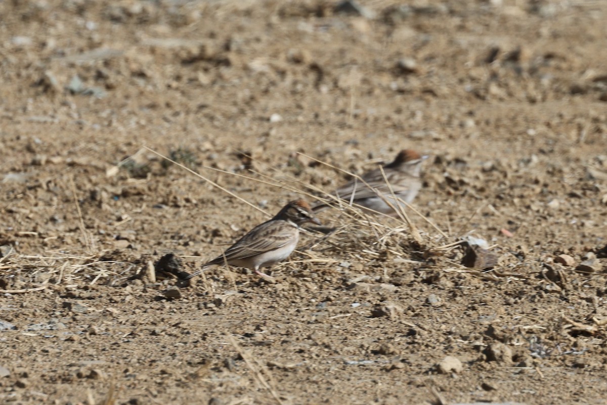 Rufous-capped Lark - ML632408439