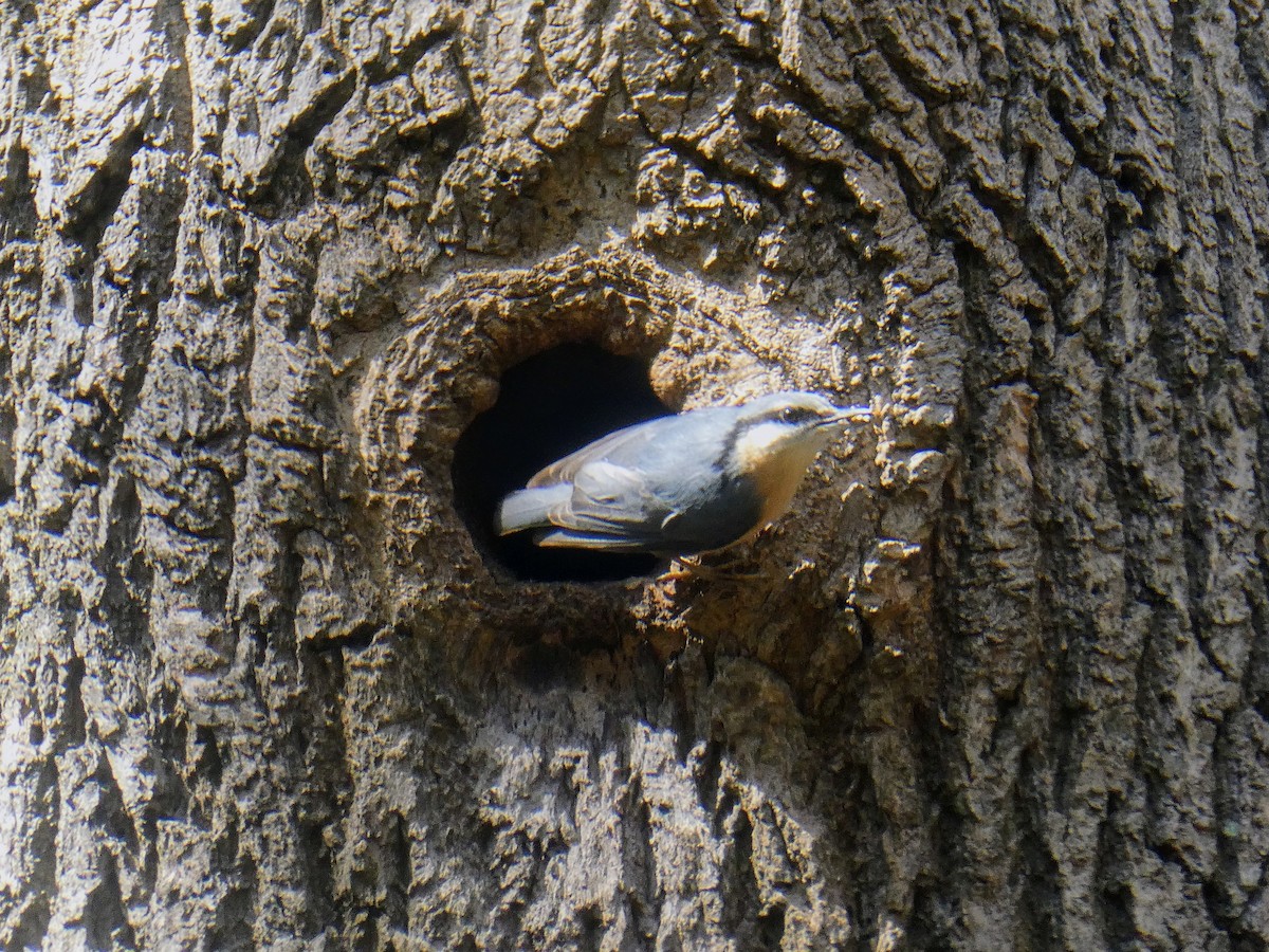 Eurasian Nuthatch - ML632408494