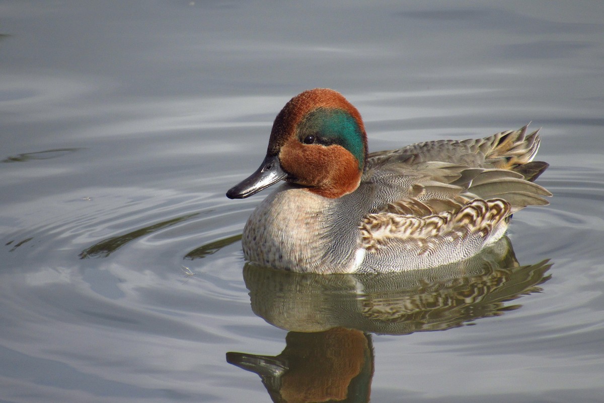 Ногоохон нугас - ML632408520