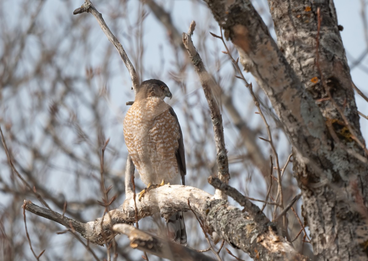 Cooper's Hawk - ML632408616