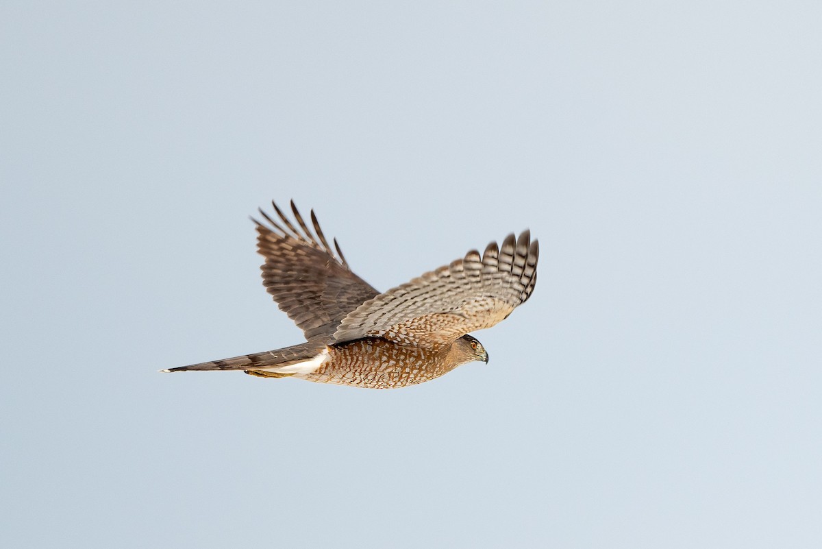 Cooper's Hawk - ML632408623