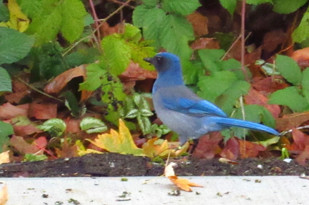 Steller's Jay x California Scrub-Jay (hybrid) - ML632408784