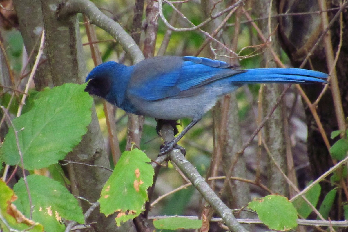 Steller's Jay x California Scrub-Jay (hybrid) - ML632408785