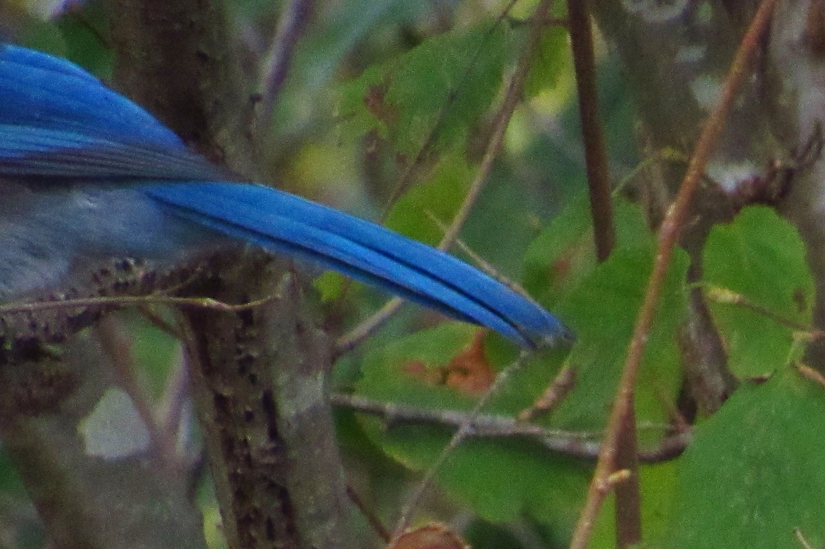 Steller's Jay x California Scrub-Jay (hybrid) - ML632408786