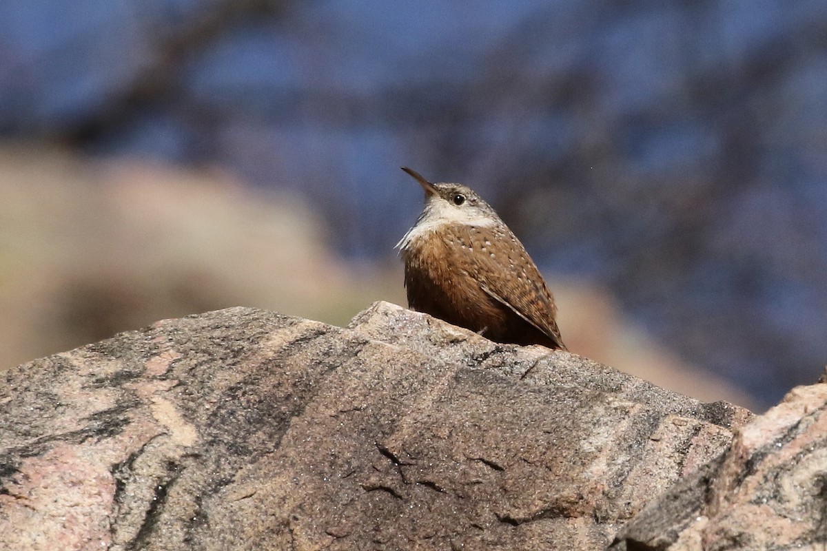 Canyon Wren - ML632408791