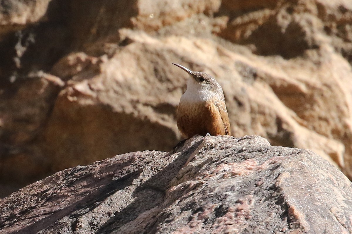 Canyon Wren - ML632408796